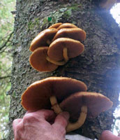 View showing clustered growth on birch tree.